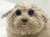 Image of a fuckass dog that looks at you with it's evil eyes